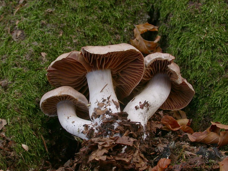 Funghi del vento e della siccit